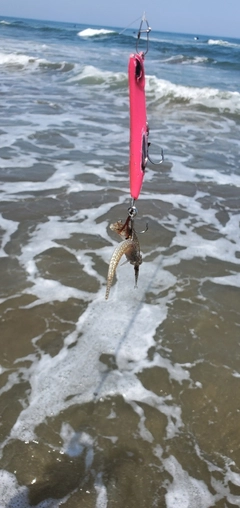 コチの釣果