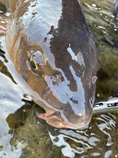 コイの釣果