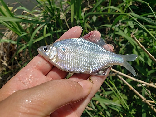 タナゴの釣果