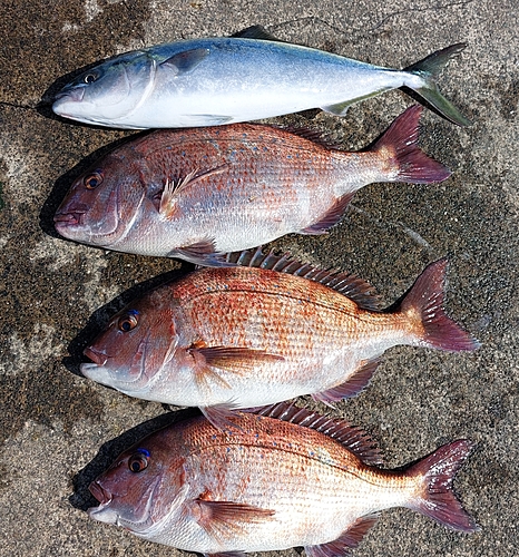 ハマチの釣果