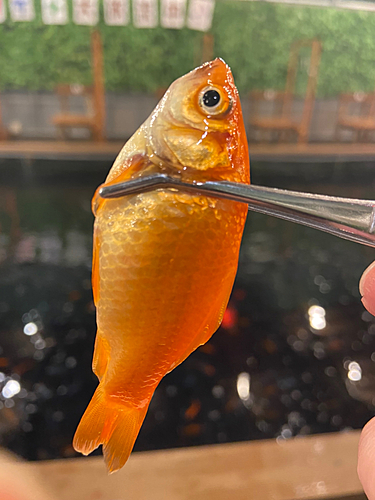 キンギョの釣果