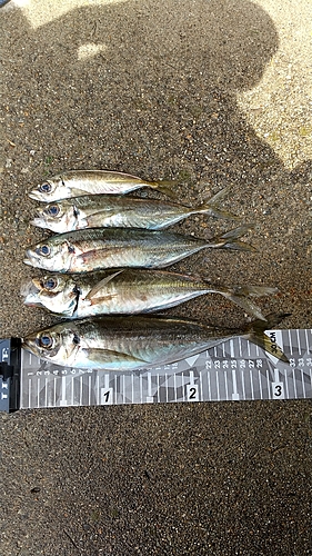 アジの釣果