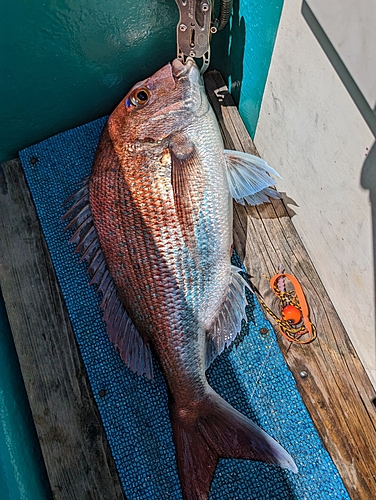 マダイの釣果