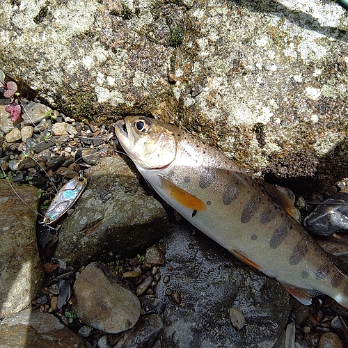 アマゴの釣果