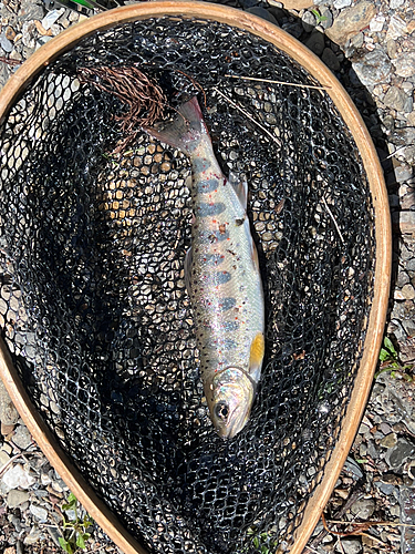 アマゴの釣果