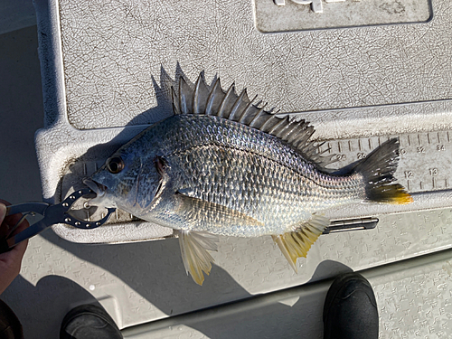 キビレの釣果