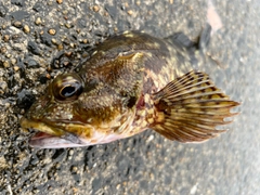 アラカブの釣果