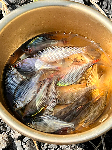 タナゴの釣果