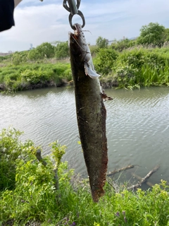 ナマズの釣果