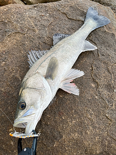 フッコ（タイリクスズキ）の釣果