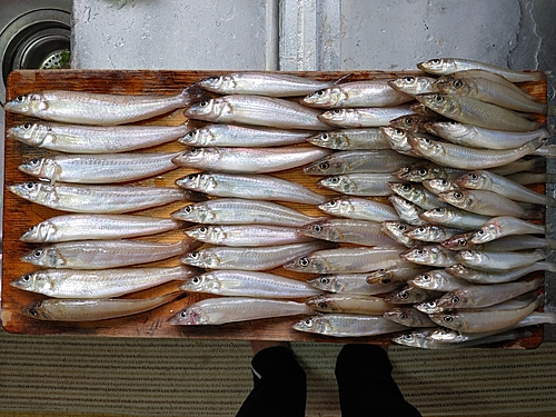 キスの釣果