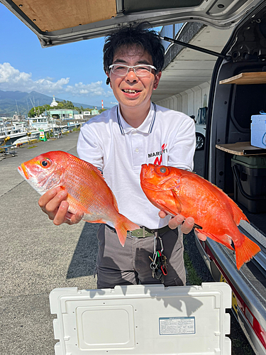 マダイの釣果