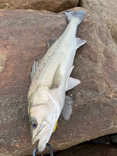 フッコ（タイリクスズキ）の釣果