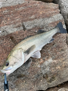 フッコ（タイリクスズキ）の釣果