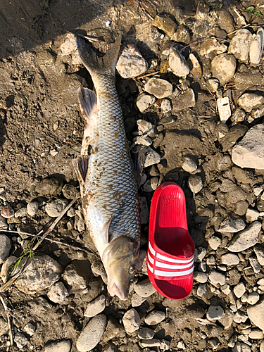 ニゴイの釣果