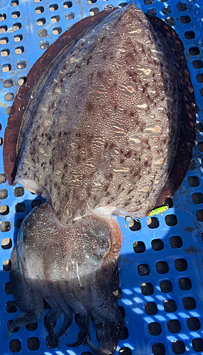 モンゴウイカの釣果