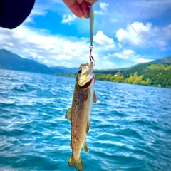 ブラウントラウトの釣果