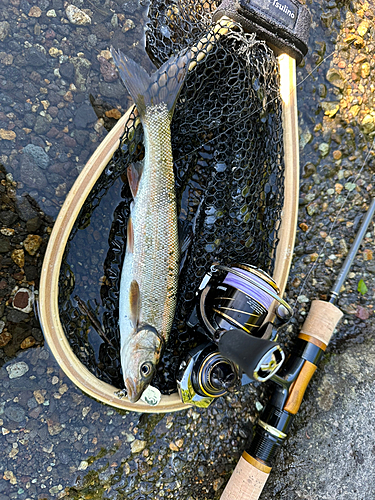 ウグイの釣果