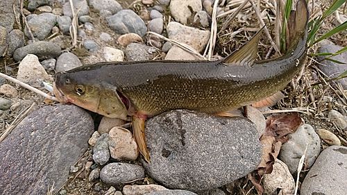 ウグイの釣果