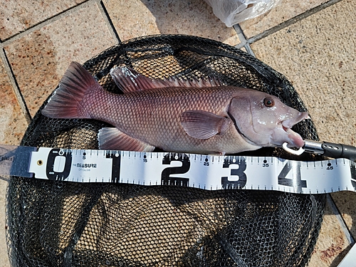 コブダイの釣果