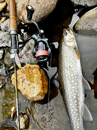 アメマスの釣果