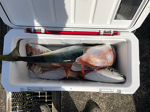 マダイの釣果