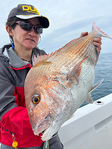 マダイの釣果