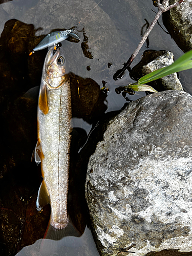 アメマスの釣果