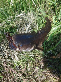 ナマズの釣果