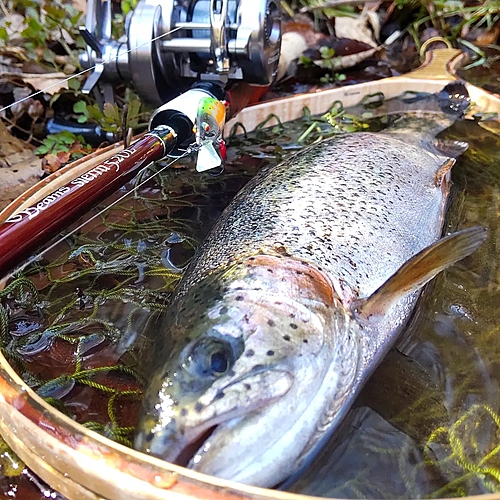 ニジマスの釣果