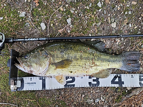 ブラックバスの釣果