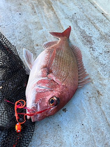 マダイの釣果