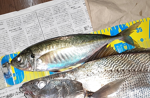 アジの釣果