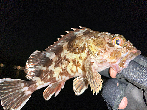 ガシラの釣果