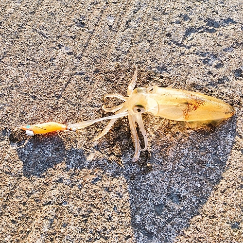 マメイカの釣果