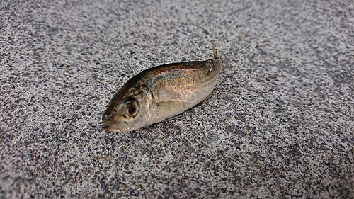 マアジの釣果