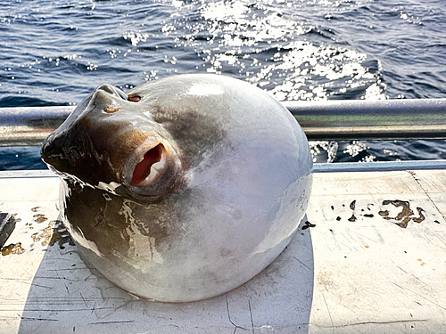 ヨリトフグの釣果