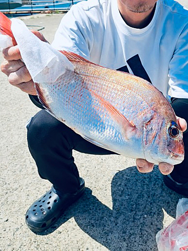 タイの釣果