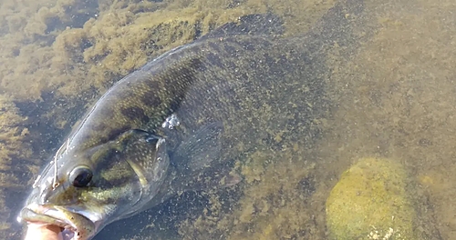 スモールマウスバスの釣果