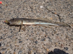 ハゼの釣果