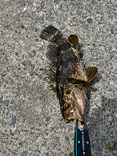 ベッコウゾイの釣果