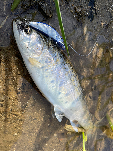 ヤマメの釣果