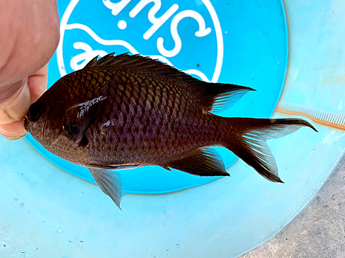 スズメダイの釣果