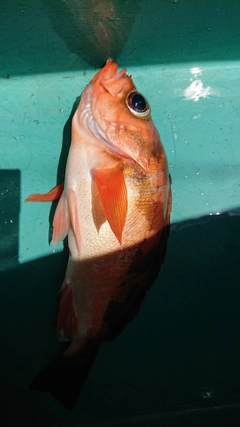 ウスメバルの釣果