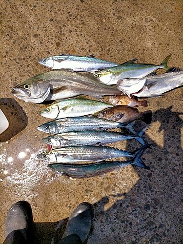 フクラギの釣果