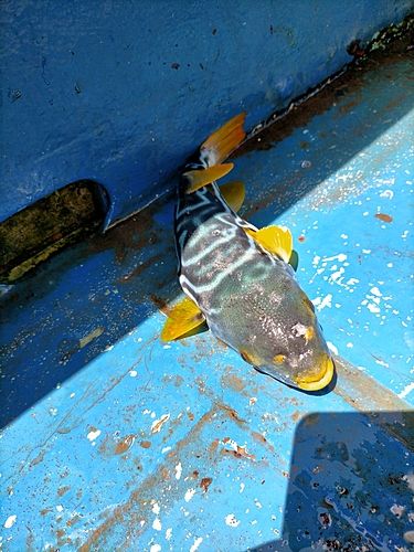 シマフグの釣果