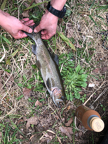 ニジマスの釣果