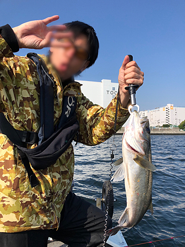 シーバスの釣果