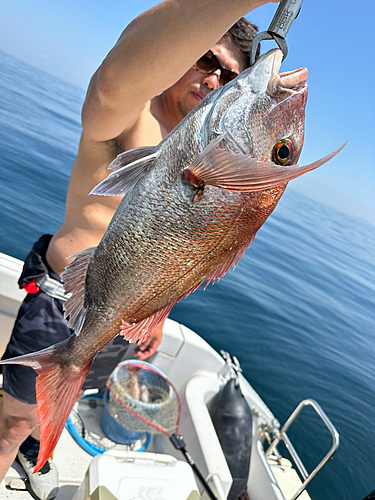 マダイの釣果