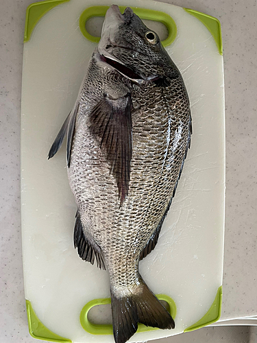 クロダイの釣果